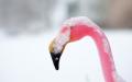 20091225 IMG_1895 flamingo's head covered in snow